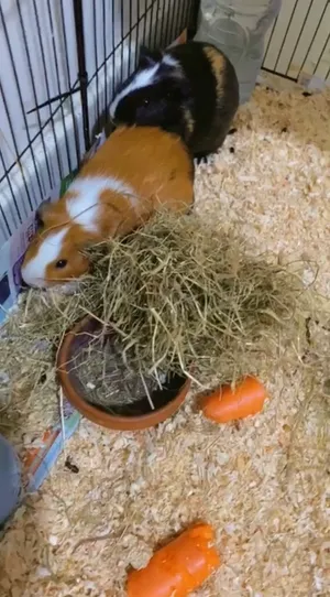 2 Beautiful female Guinea pigs in fujairah