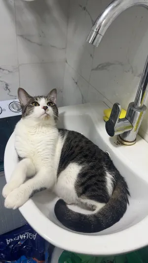 Male cats for adoption