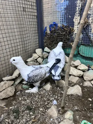 حمام للبيع