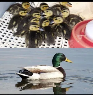 فروخ بط خضاري