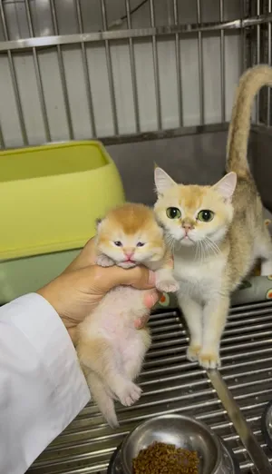 Ny12 Feamle With a kitten