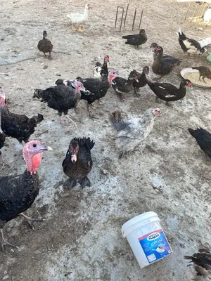 13 بط و 4 حبشات