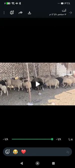 اغنام برقي ممتازه جدا