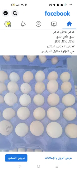 بيض مخصب ملقح مكفول