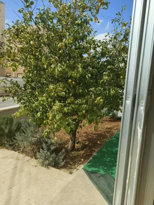 شقة * مميزة * أرضية * ترس * موقع مميز * الصويفية