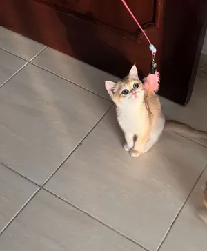 kitten برتش شورت هير شانشيلا قولدن NY12 British Shorthair Chinchilla Golden NY12