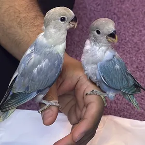 Blue fischers lovebird pair