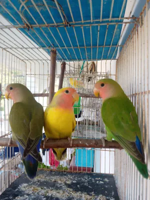 ببغاء الروز