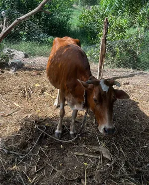 البيع بقره بدون عشر تارسه لحم