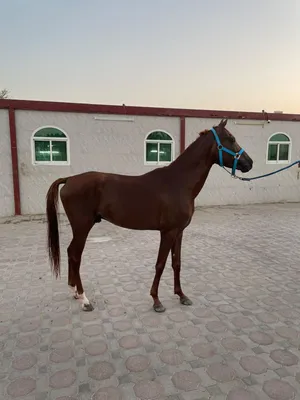 خصي قدره عمره خمس سنوات جاهز للموسم