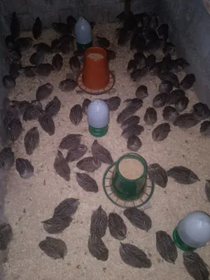 طائر سمان للبيع