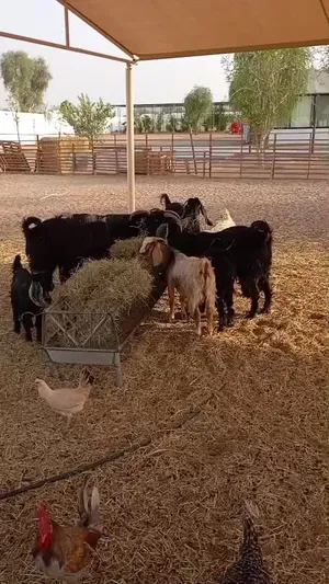 Animal sale Good price come and take it 15 Goats and 8 Sheep