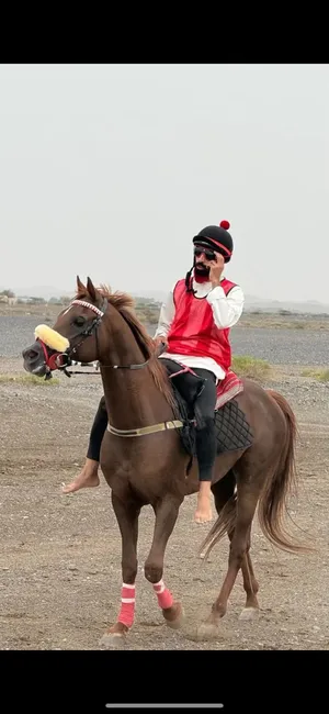 حصان عربي فحل