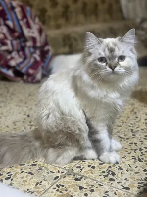 قطه هيملايا انثى