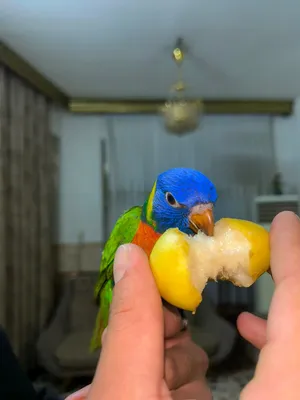 لوري فول لعب والافه
