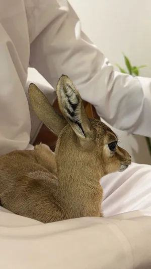 عنز اليفه متعوده عع اماكن مفتوحه