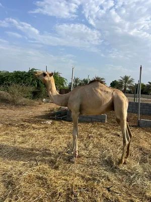 جعود للبيع
