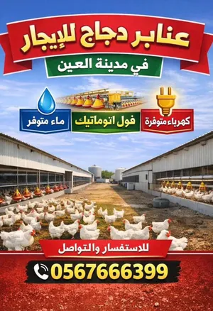 عنبر دجاج جديد