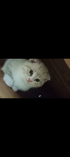 Scottish fold x ragdoll a vendre