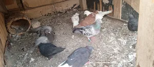 حمام للبيع بصرة حي الأصدقاء بيهن ثنين لوت وزواجل عددهن 10