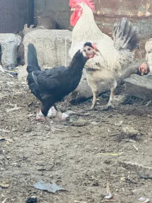 دجاج للبيع