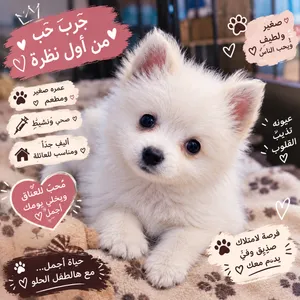 كلاب مني بو للبيع السعر والتفاصيل خاص الشراي يراسل واتساب