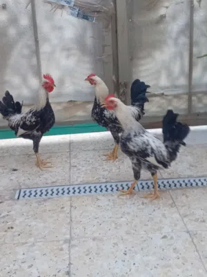 ديك دندراوي عدد 3