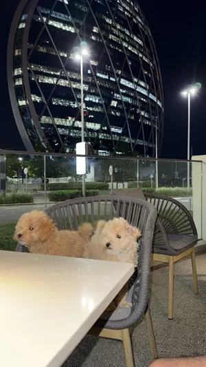 2 pure ukranian toy poodles for sale