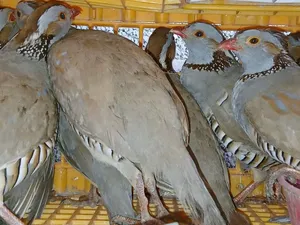 السلام عليكم متوفر حجل بري 10طروف