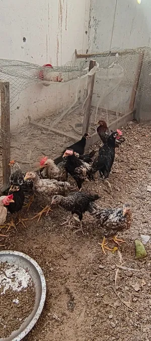 دجاج عرب للبيع