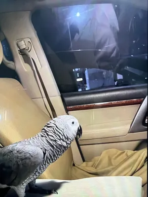 بغبغان كاسكو عمره ثلاث سنوات