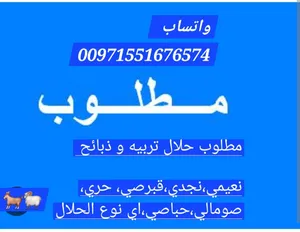 مطلوب حلال تربيه و ذبائح نعيمي،نجدي،قبرصي، حري، صومالي،حباصي،اي نوع الحلال