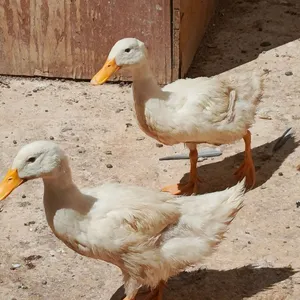 متاح بط 4 حبات أعمارهم متوسطة سعرهم حررررق 10 دنانير