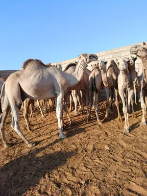 للبيع قعدان ميزان الله يبارك