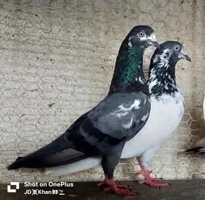 Pakistani pigeon total 25 piece