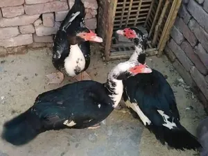 متاح بط بلدي