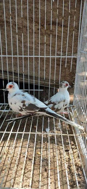للببيع يمام ماسي منقط