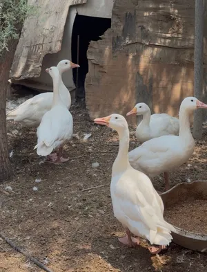 وز فرنسي للبيع السعر 1200 درهم – French Geese for Sale 1200 aed for all