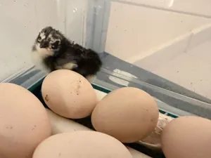 price 70 aseel chick for sale hatched today last price no negotiation