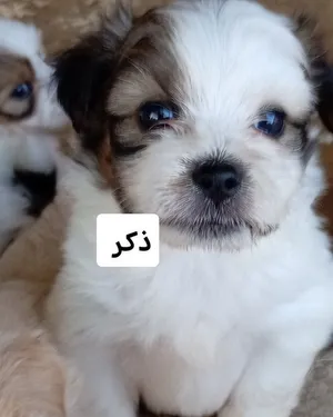 جراوة شيتزو