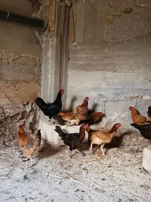 اقرأ الأعلان