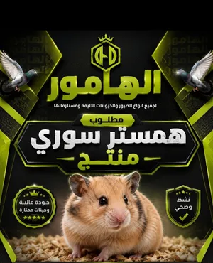 مطلوب همستر سوري