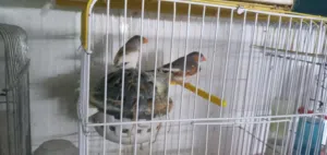 عصافير فنجز للبيع
