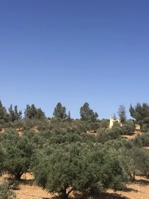 أرض زراعية قائمة بأشجار زيتون معمّرة