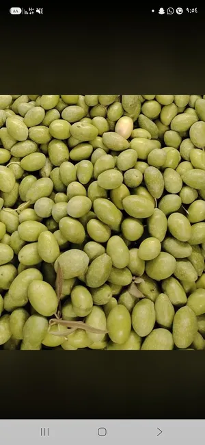 زيتون للايجار