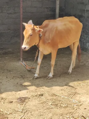 للبيع عجله محليه عشار حادره على وشك الولادة