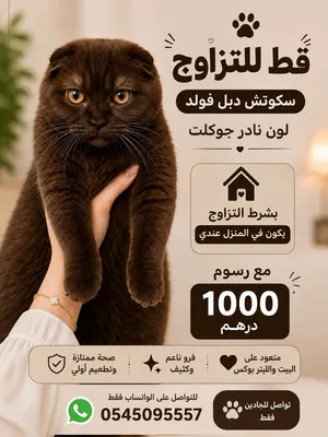 ذكر سكوتش فولد شوكليت نادر للتزاوج