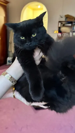 Six-month-old female cat looking for a loving new home