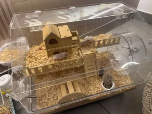 Hamsters with 5 small kids and Male hamster with cages, foodand bedding all in 180