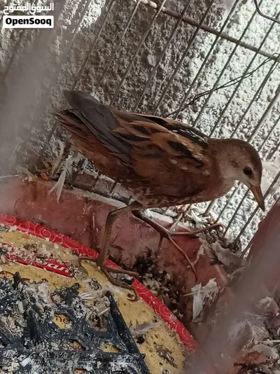 طائر المرعة الصغيرة crake المهاجر 2